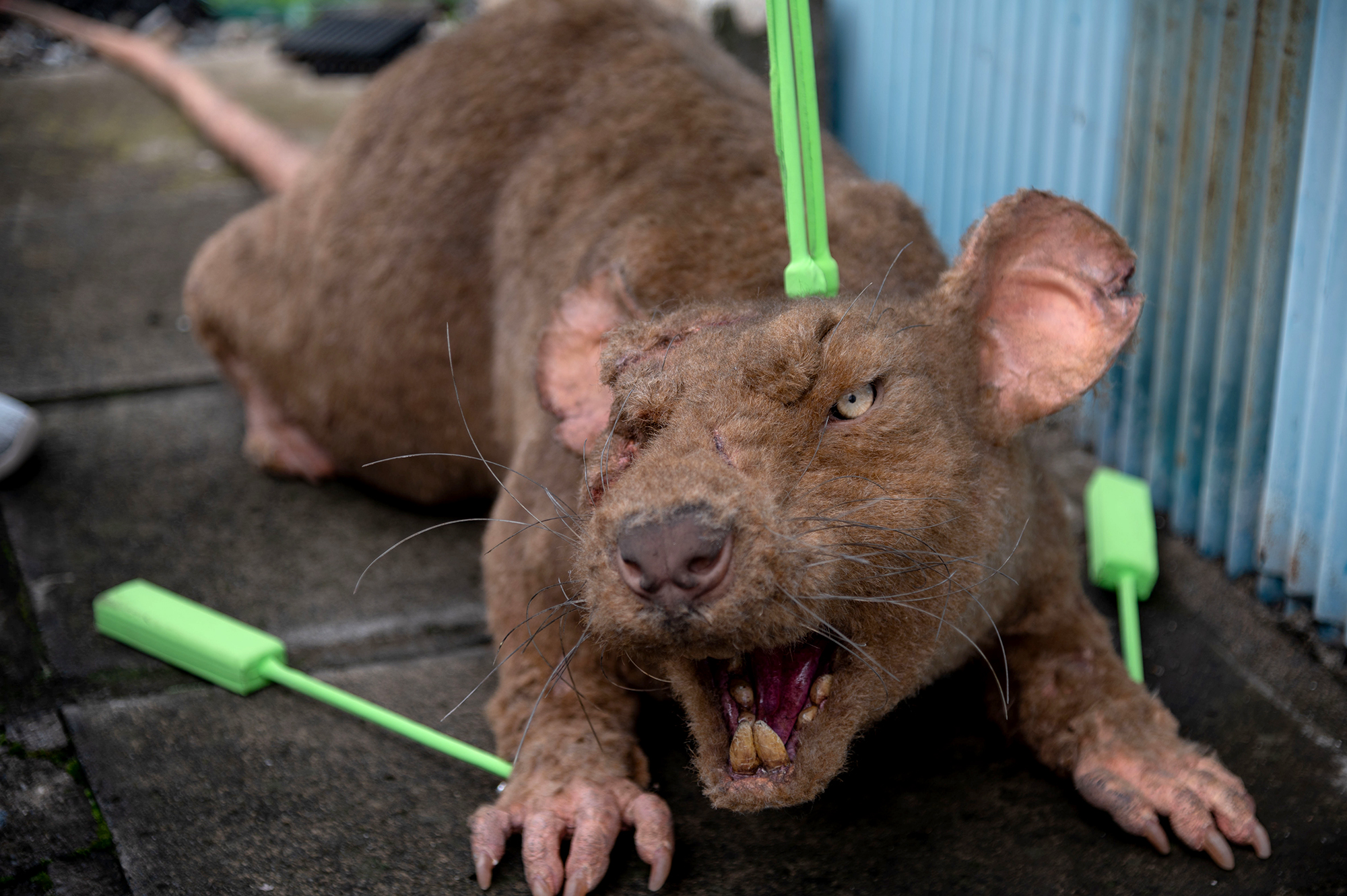 One-eyed rat in the movie “Black Night Parade” | Zeppet