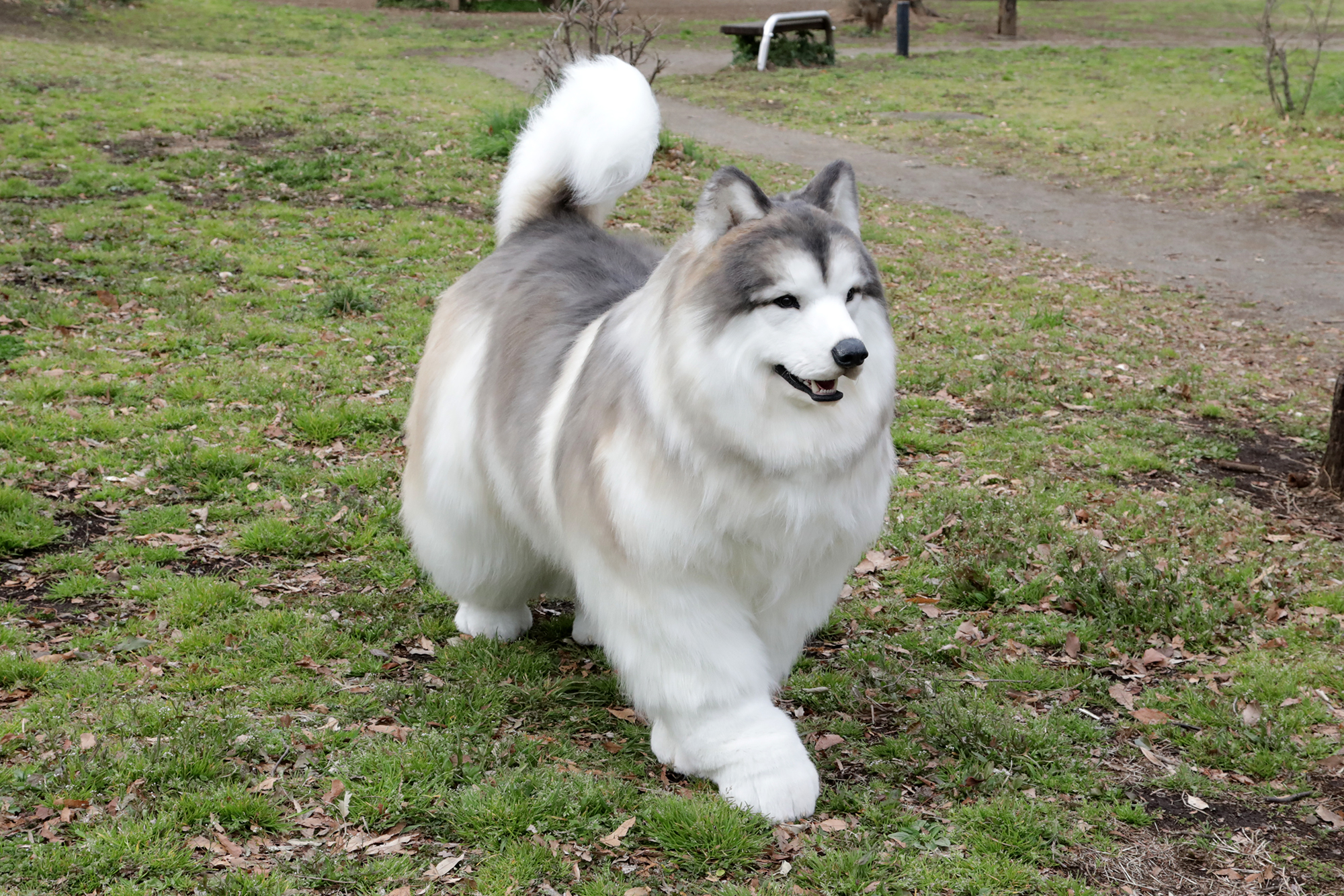 Dog Costume (Alaskan Malamute) – Custom-made for personal order